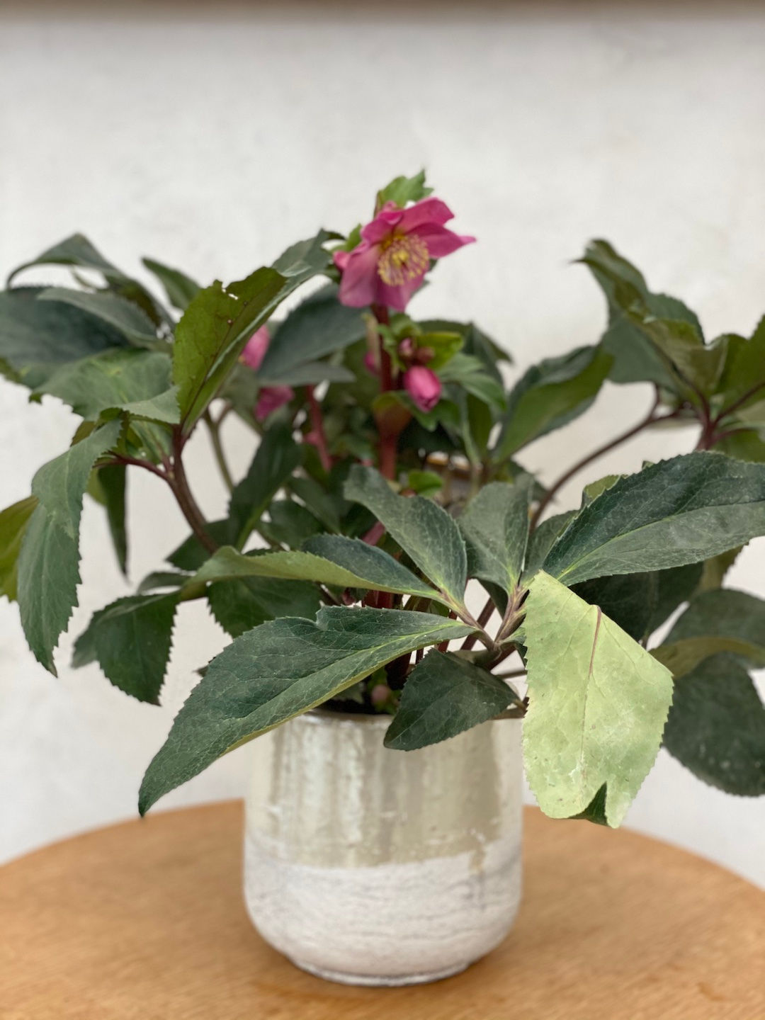 Christrose mit Übertopf