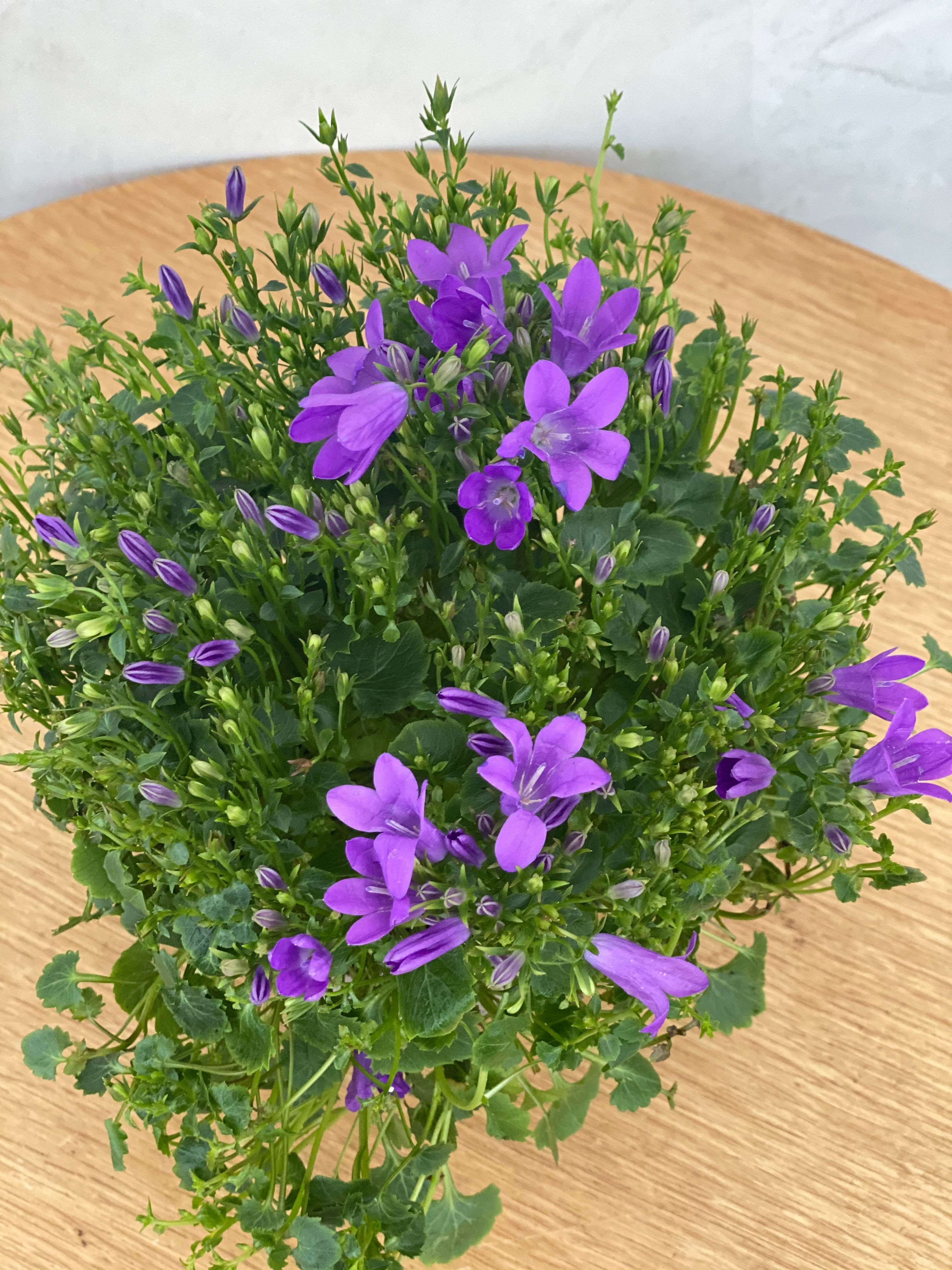 Campanula