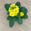 Miniaturbild: Schlüsselblume - Farben divers