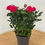 Miniaturbild: Rose in pink