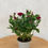 Miniaturbild: Rose in dunkelrot