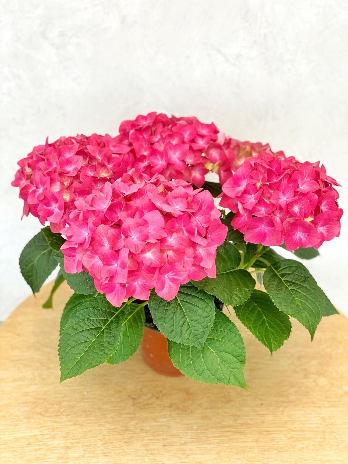 Bauernhortensie pink