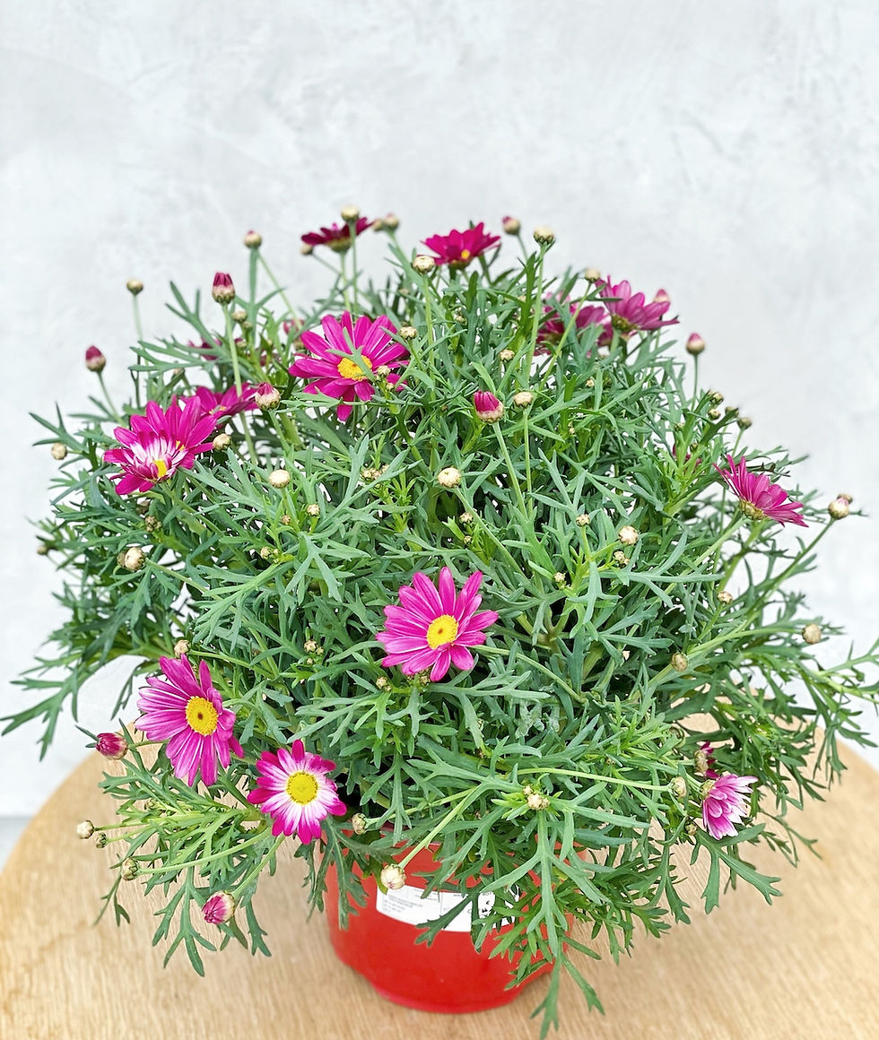 Miniaturbild: Margerite in Farben