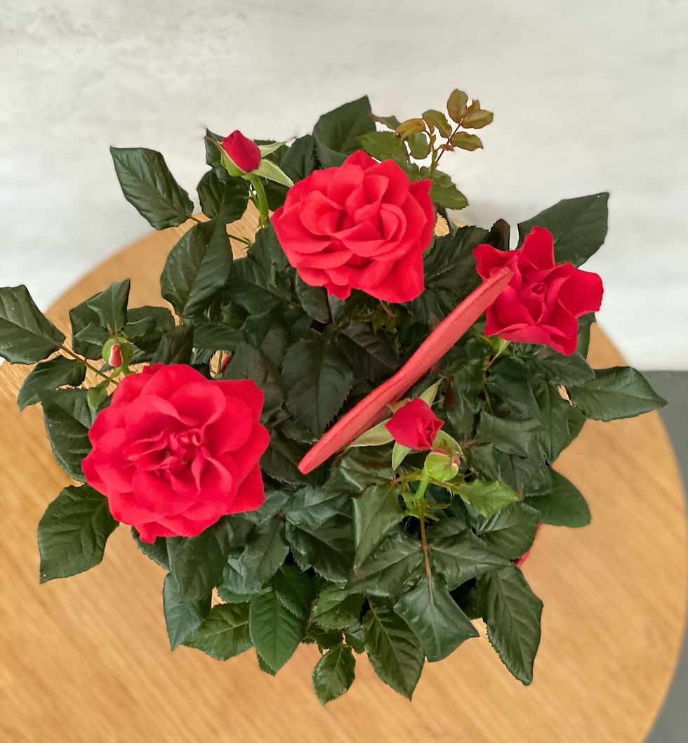 Miniaturbild: Rosenrot