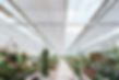 gartencenter-koestler-blumen-3733.jpg