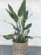 Strelitzia reginae