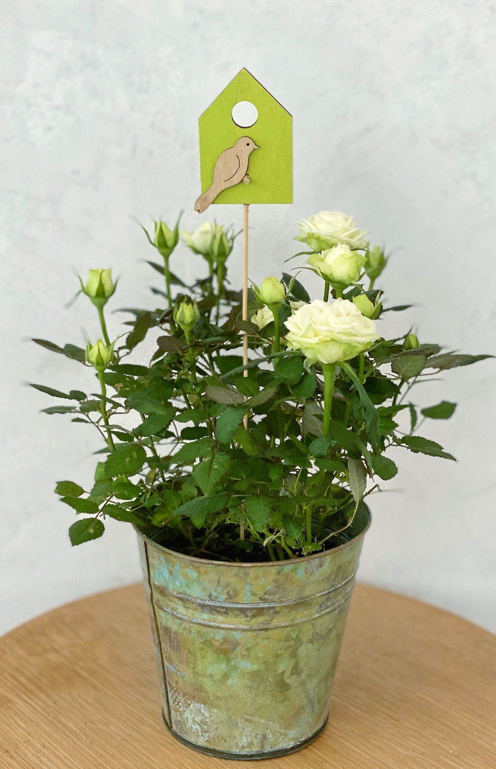 Miniaturbild: Rose im Zinktopf
