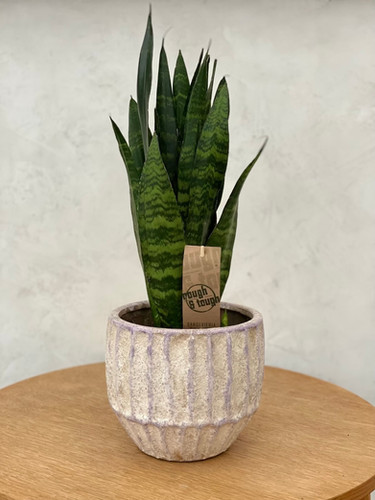 bonsai ausgetrocknet Bonsai Dnger von Flora Boost