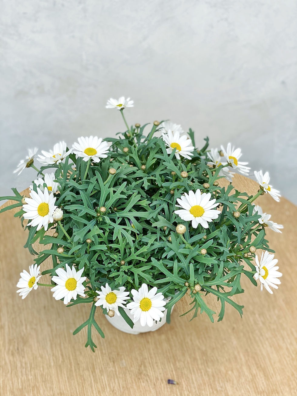 Miniaturbild: Margerite in Farben