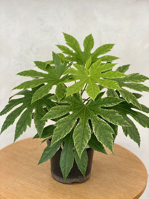 Zimmeraralie - Fatsia | gaertnerei-koestler
