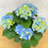 Miniaturbild: Bauernhortensie blau