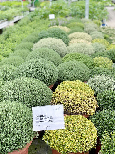 gartencenter-koestler-blumen_8335.jpeg