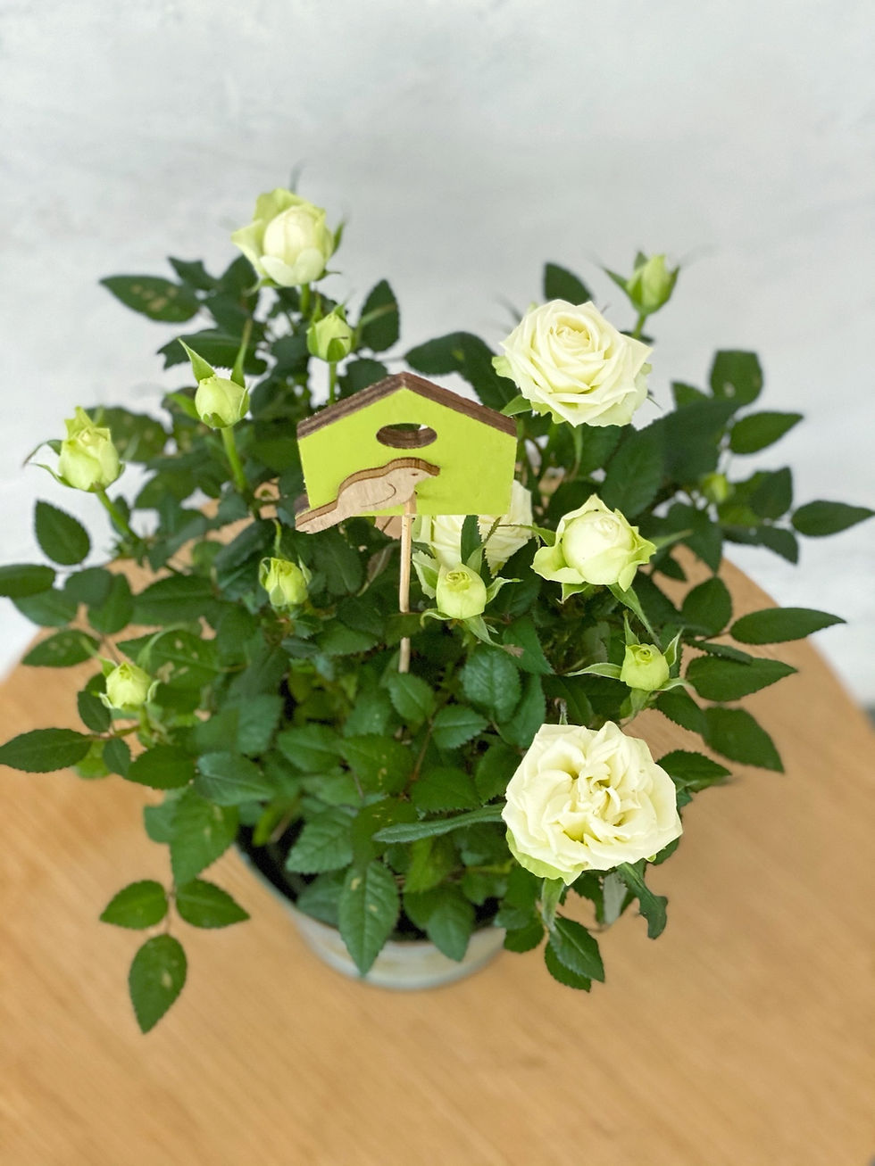 Miniaturbild: Rose im Zinktopf