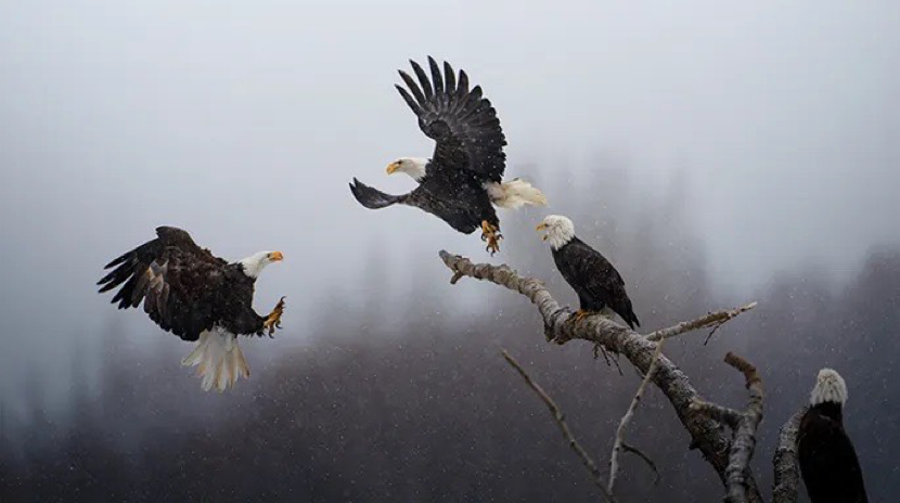 Fig. 1 - Flight dynamics of the eagle involve its ~ 25,000 feathers