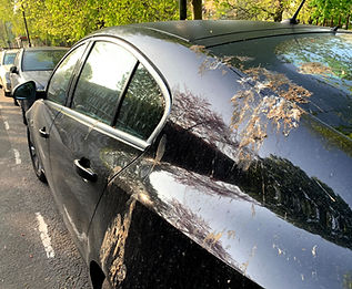 Bird Dropping Damage