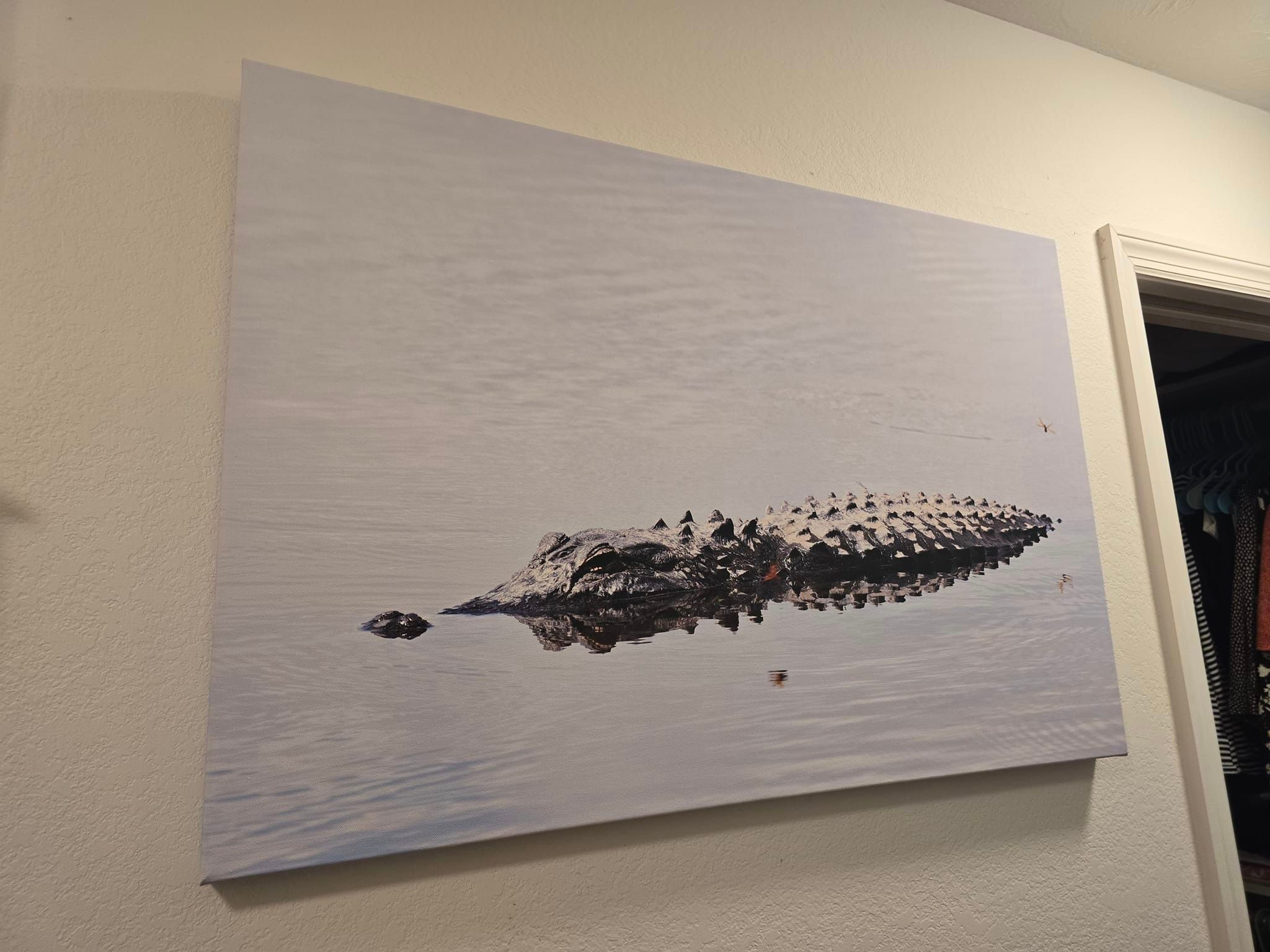 Gator 24x36 wall canvas
