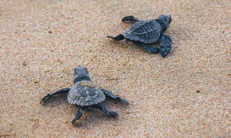 צבי הים, עשו מה שאתם כן יכולים