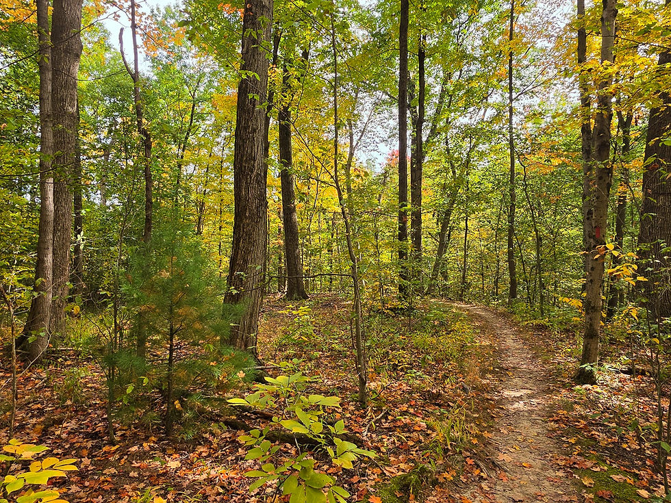 Mill Stream Run Reservation Red & Yellow Trail