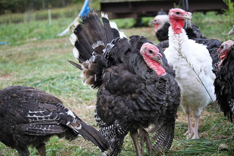 Keleman Point Farm