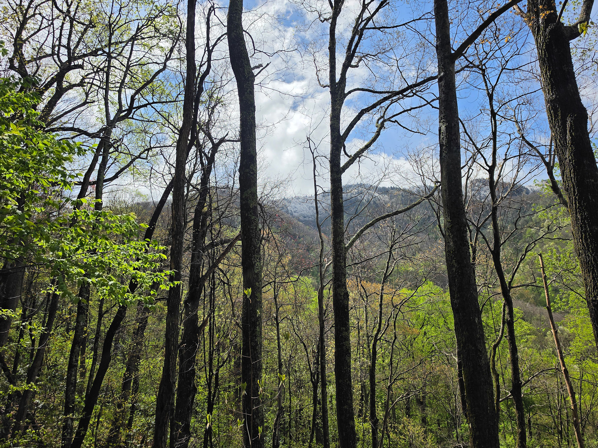 Mount Cammerer Great Smoky Mountains National Park hike