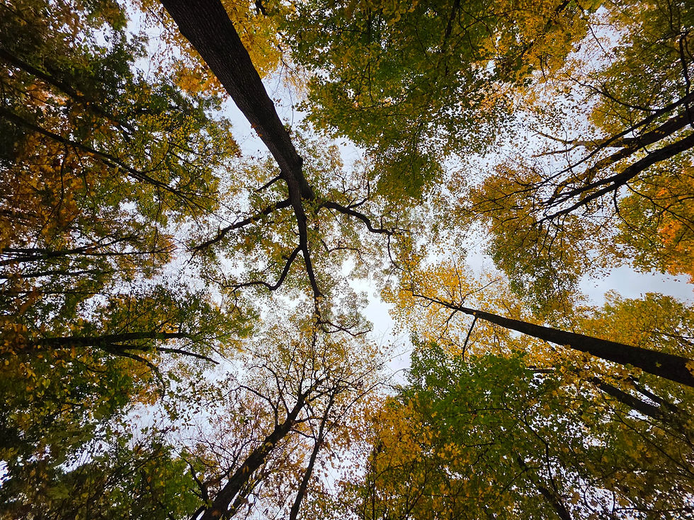 Hemlock Loop Brecksville Reservation