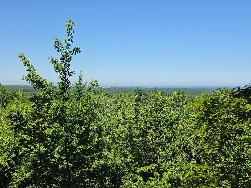 Chapin Forest Trail