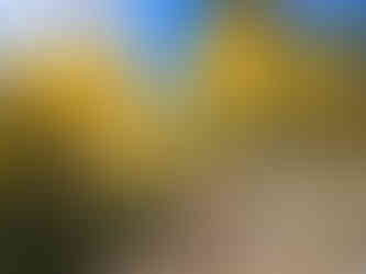 Wheeler Peak Summit Trail Great Basin