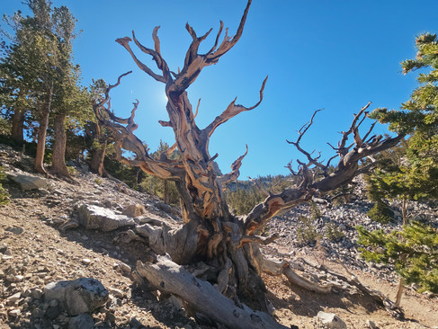 Ancient Bristlecones Great Basin