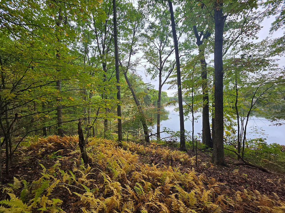 Towner's Woods Trail