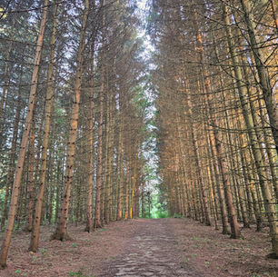 Rooted in Beauty: Hiking Cuyahoga Valley's Tree Farm Trail