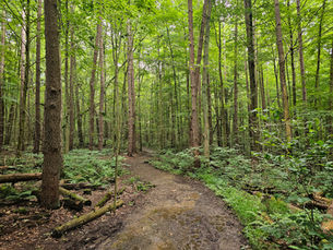 Totally Tree'd In: Hiking Cuyahoga Valley's Pine Grove Trail