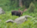 Cascade Canyon wildlife