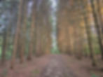 Tree Farm Trail Cuyahoga Valley National Park