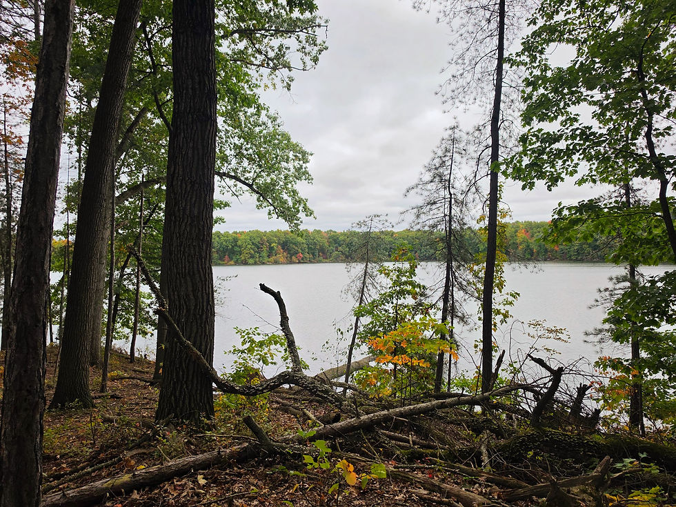 Towner's Woods Trail