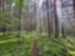 Big Beechy Cranberry Wilderness