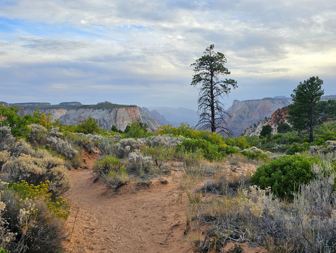 Observation Point Trail Zion National Park
