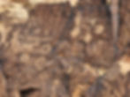Parowan Gap petroglyphs
