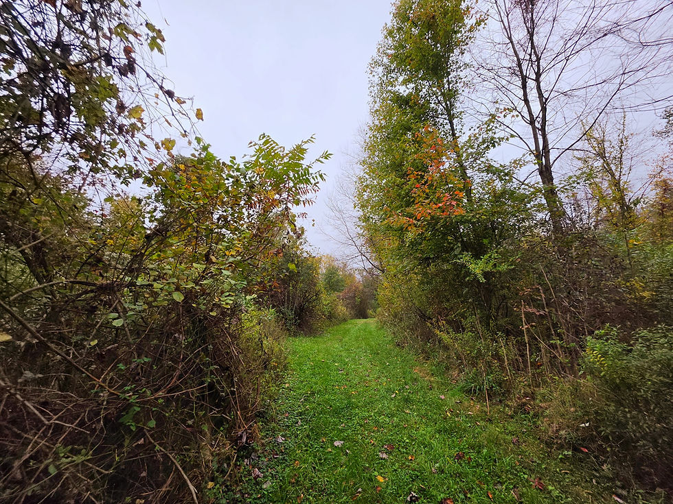 Towner's Woods Trail