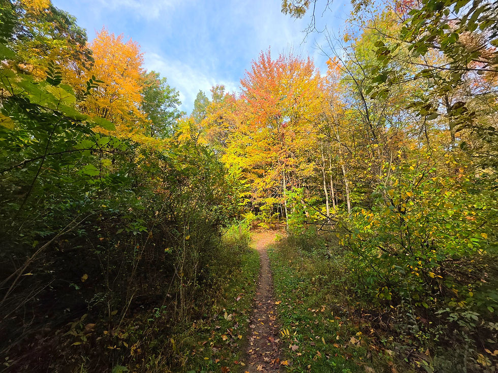 Mill Stream Run Reservation Red & Yellow Trail