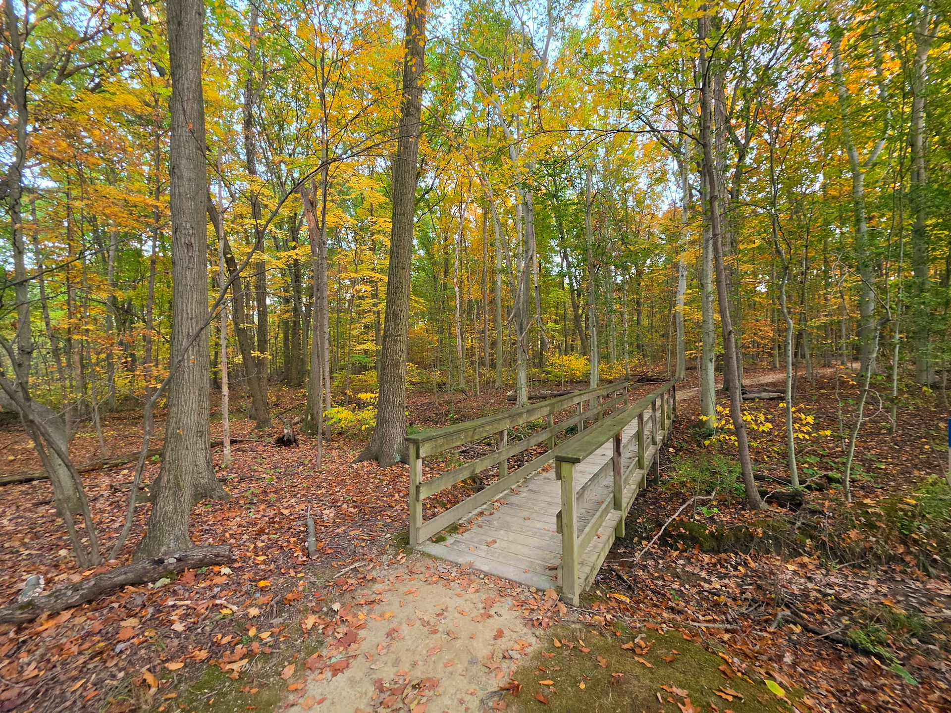 Downy Loop Wood Hollow Metro Park