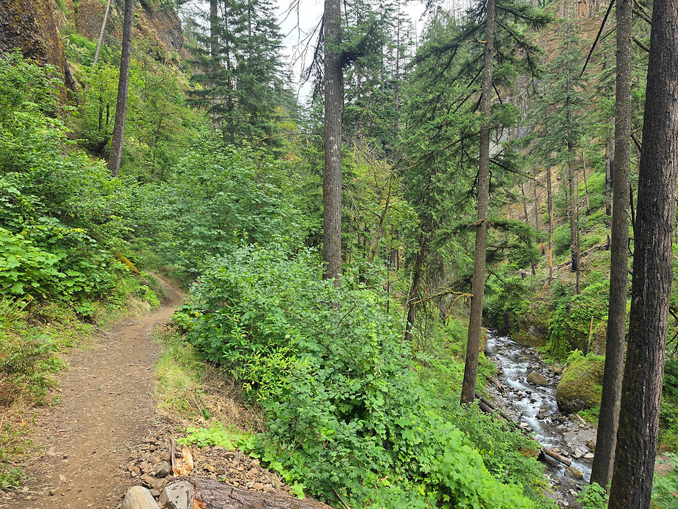 Wahclella Falls Trail