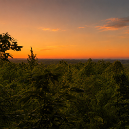 Chapin Forest Trail