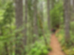 Falls Creek Falls Trail Washington