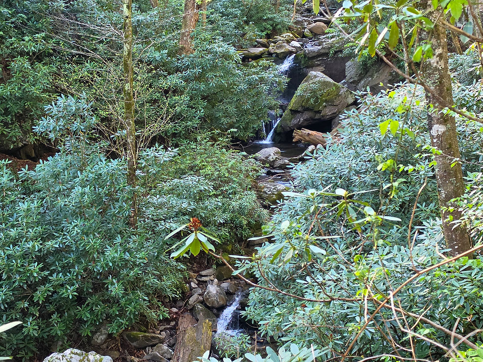 Grotto Falls Trail Great Smoky Mountains National Park