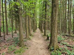 Looking for Solitude in Cuyahoga Valley National Park? Try the Plateau Trail