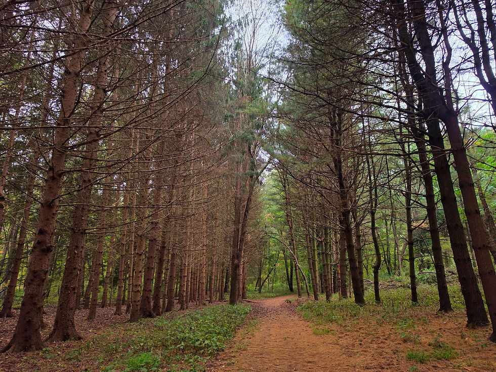 Towner's Woods Trail