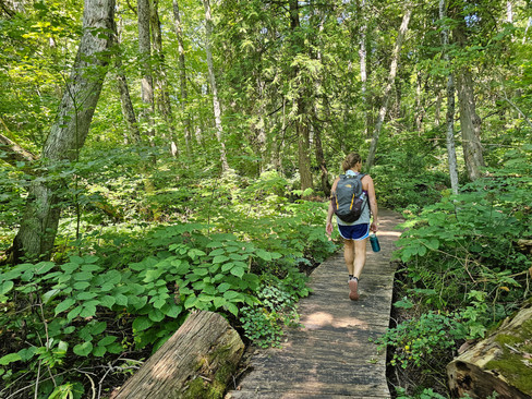 Francisco Morazan Old growth cedars