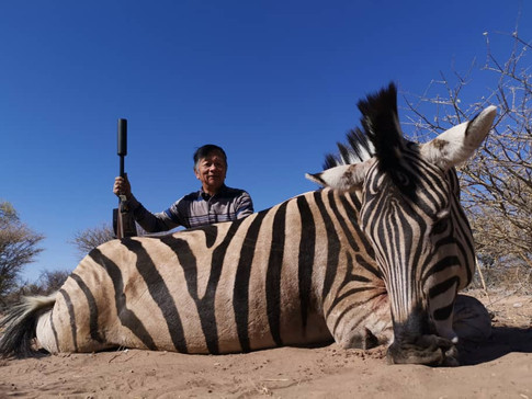 Zebra1.jpeg