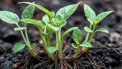 plants with roots _edited_edited_edited.