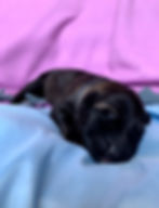 Male: Trip (Blue Collar) The Legacy Litter 2021